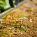 netoyage toiture toulouse mousse (5)